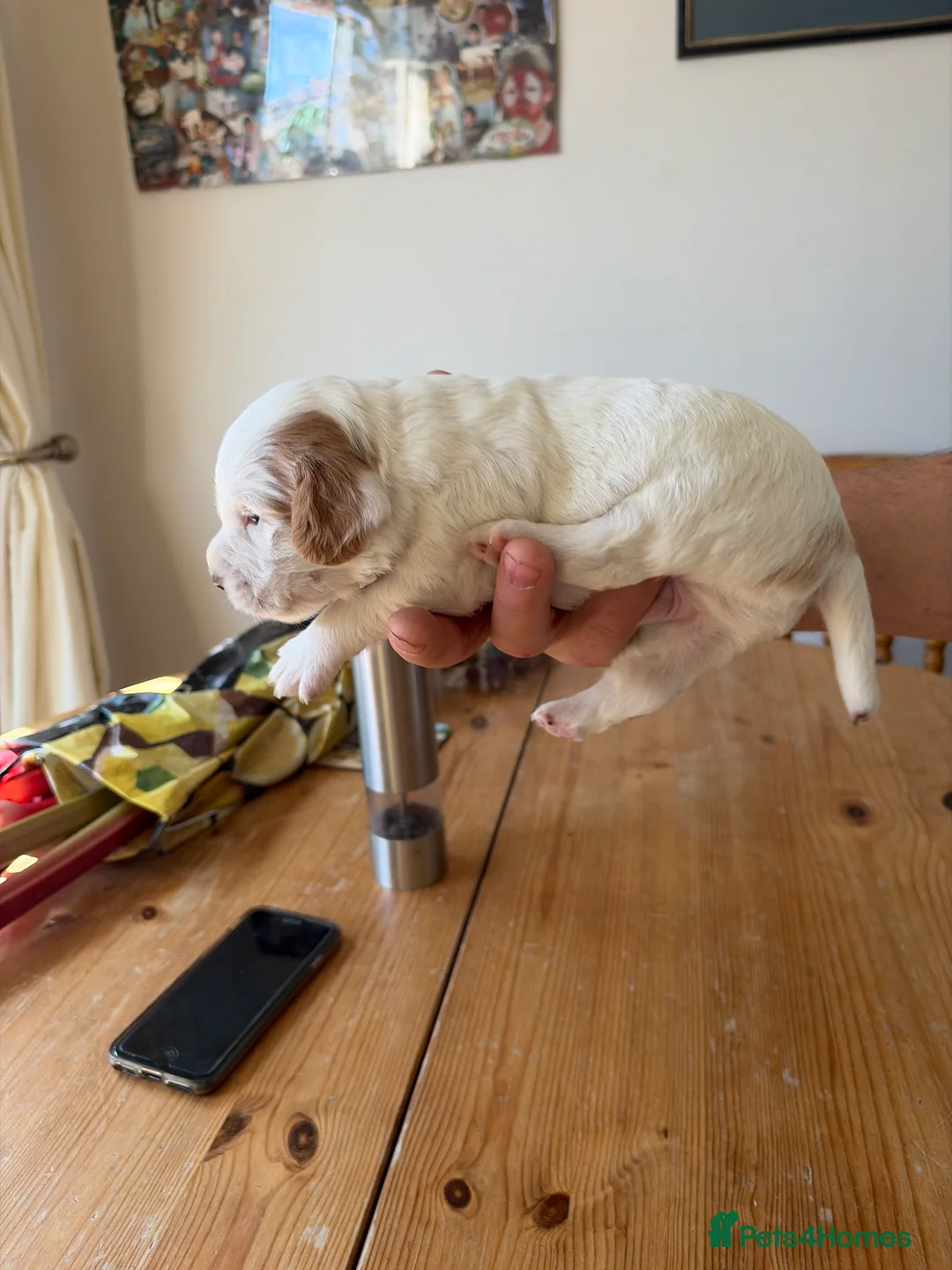 Sprocker dogs for sale: Working sprocker pups - Advert 2