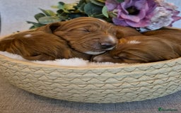 Cockapoo dogs for sale: red cockapoo f1 non fading - Image 9