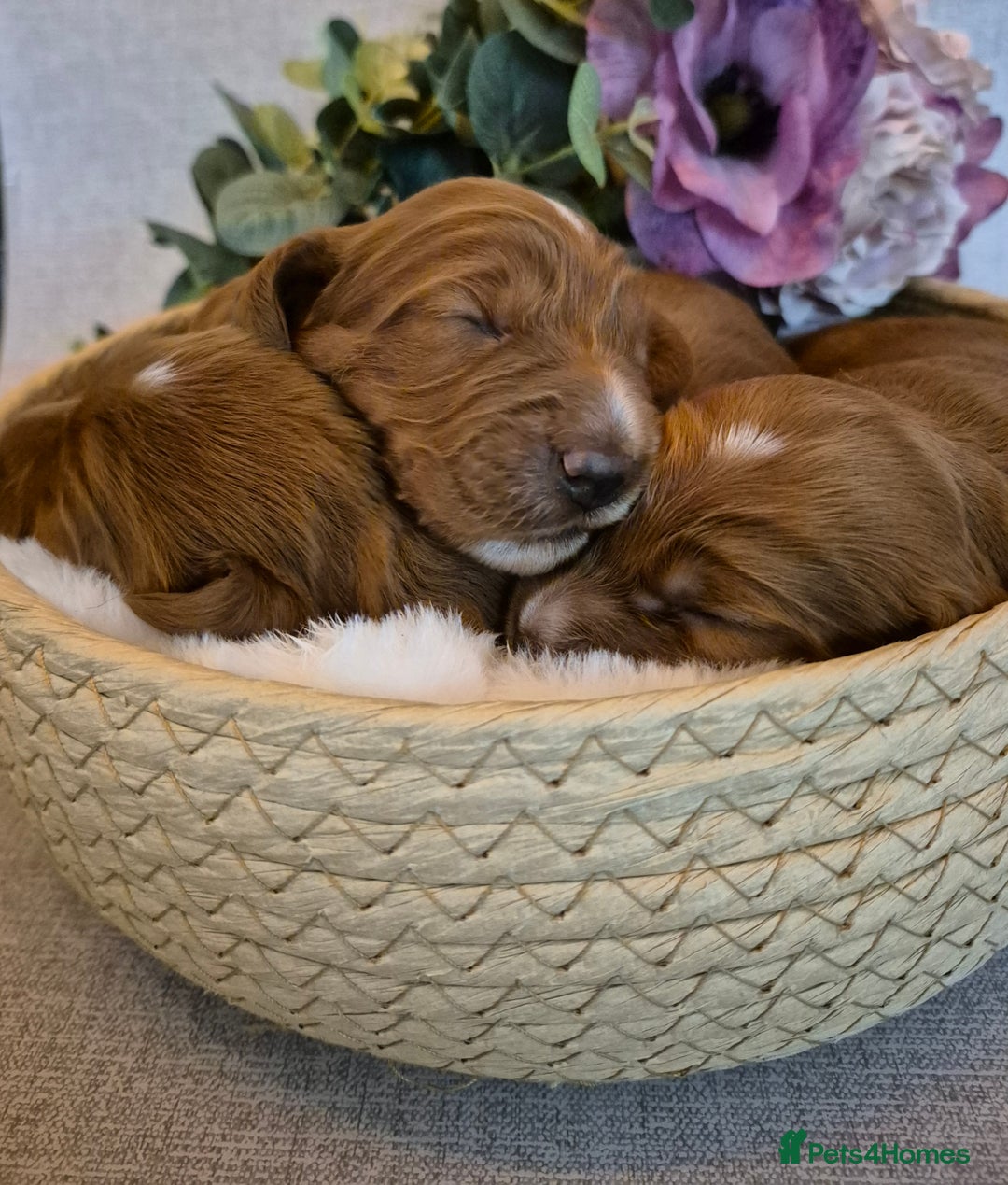Cockapoo dogs for sale: red cockapoo f1 non fading - Image 9