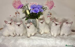 Ragdoll cats for sale: ⭐️TICA REG⭐️Pedigree Ragdoll Kittens DNA CLEAR ✅  - Image 4