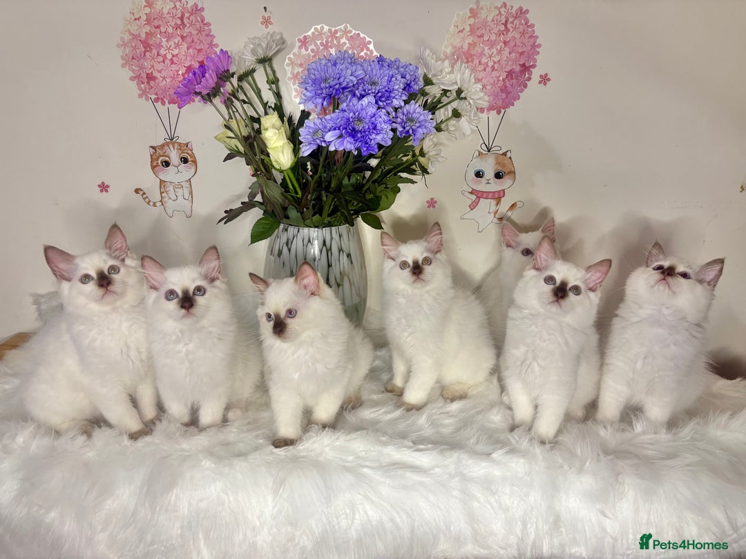 Ragdoll cats for sale: ⭐️TICA REG⭐️Pedigree Ragdoll Kittens DNA CLEAR ✅  - Image 4