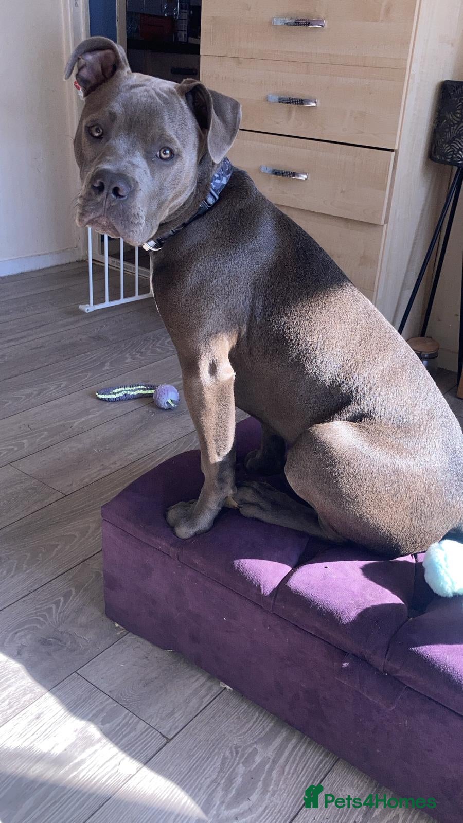 Mixed Breed dogs Zuse the tank  - Advert 11