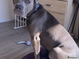 Mixed Breed dogs Zuse the tank - Advert 5