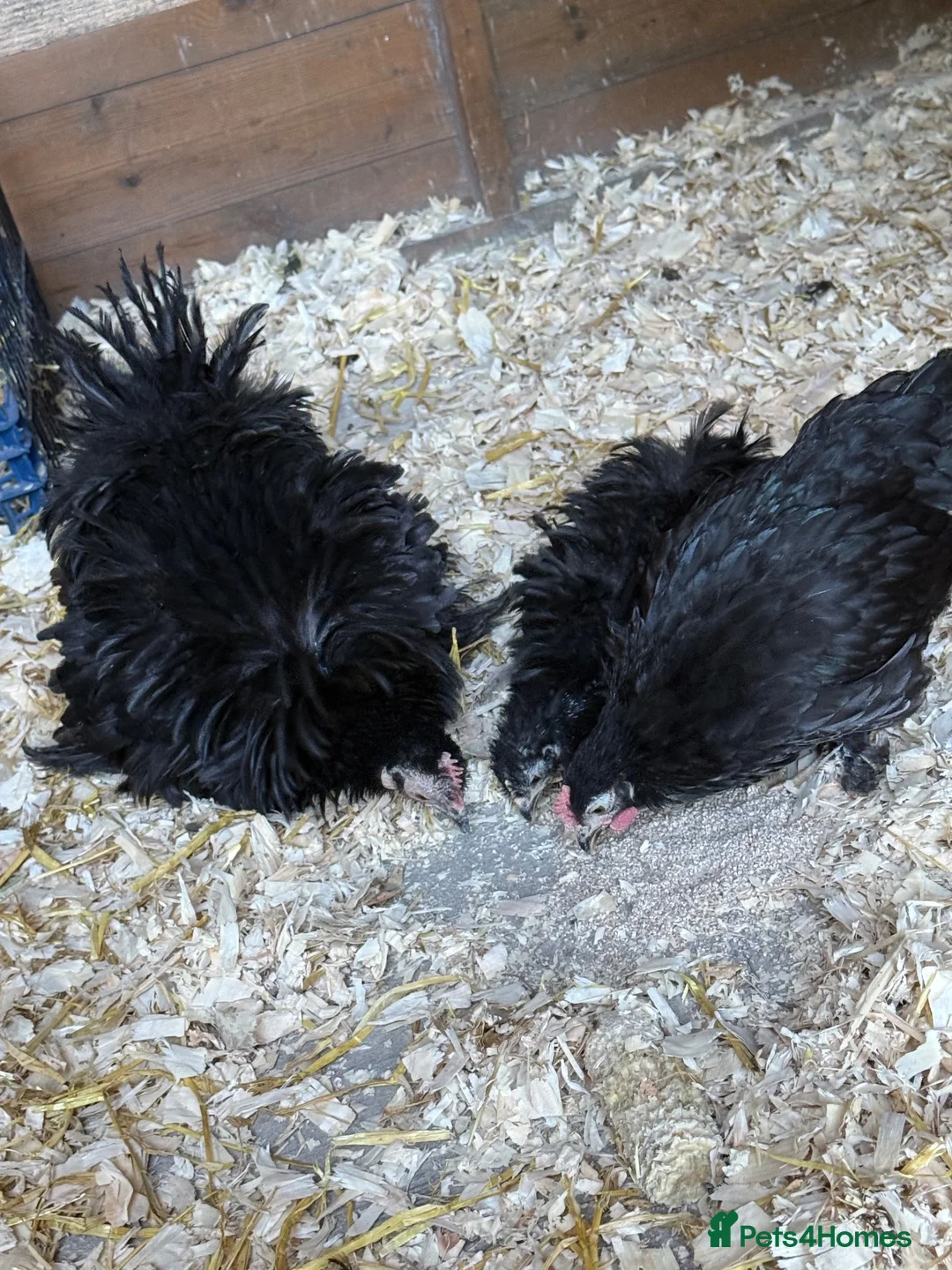 Chickens poultry for sale: Trio pekin bantams  - Advert 2