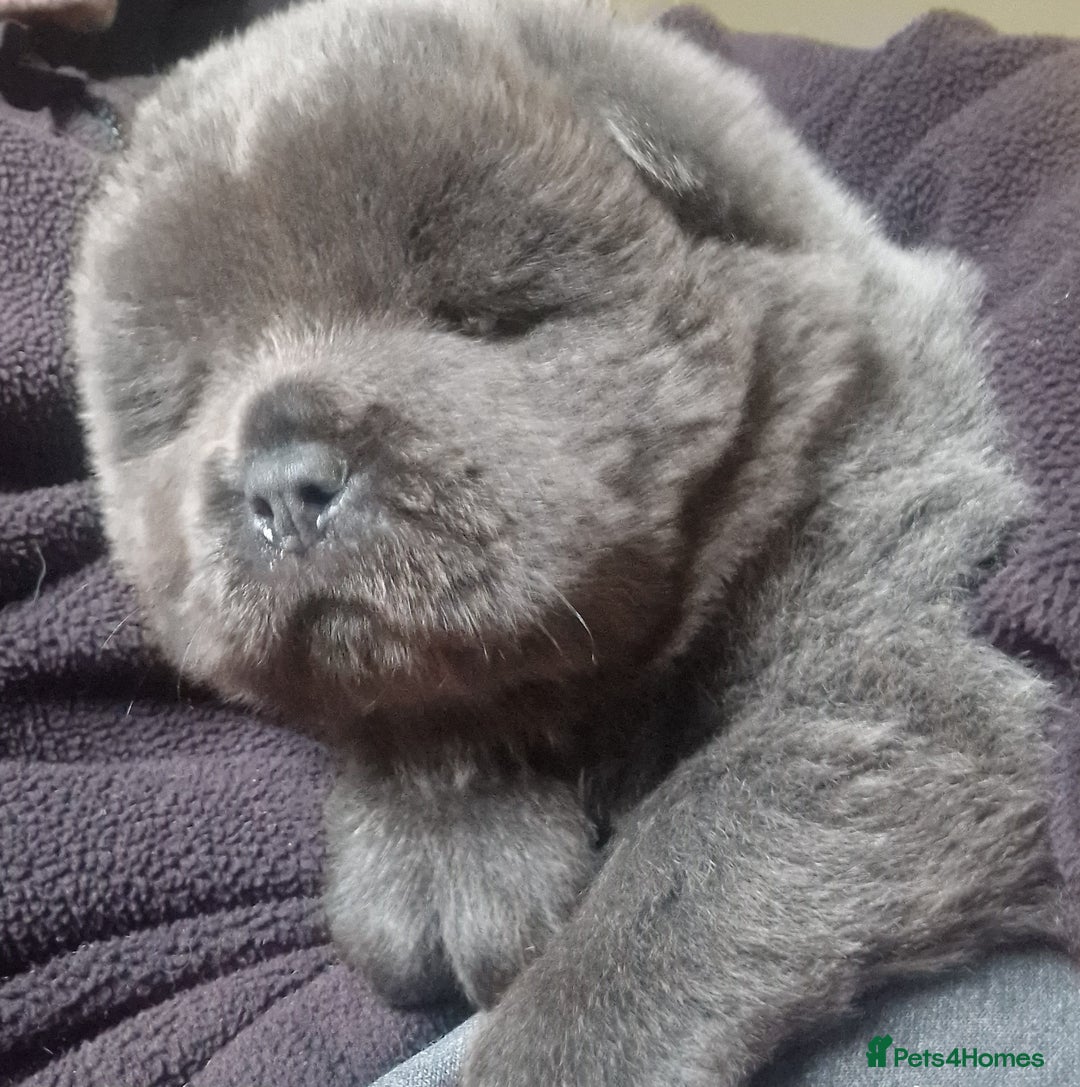 Chow Chow dogs for sale: Kc reg chow chow pups - Advert 1