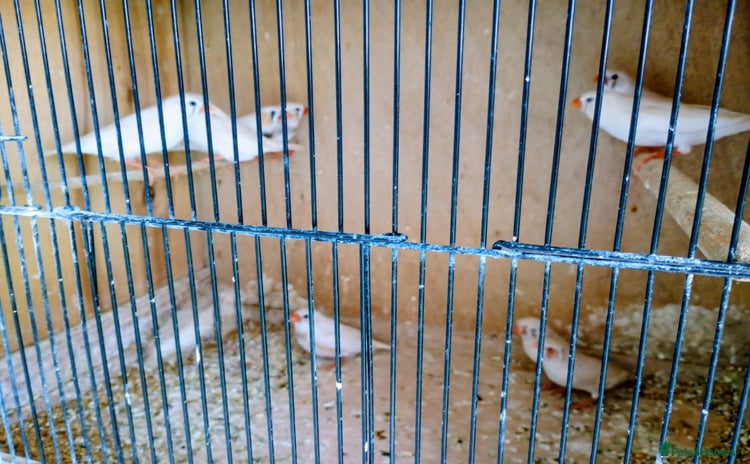Finches birds - Advert 1