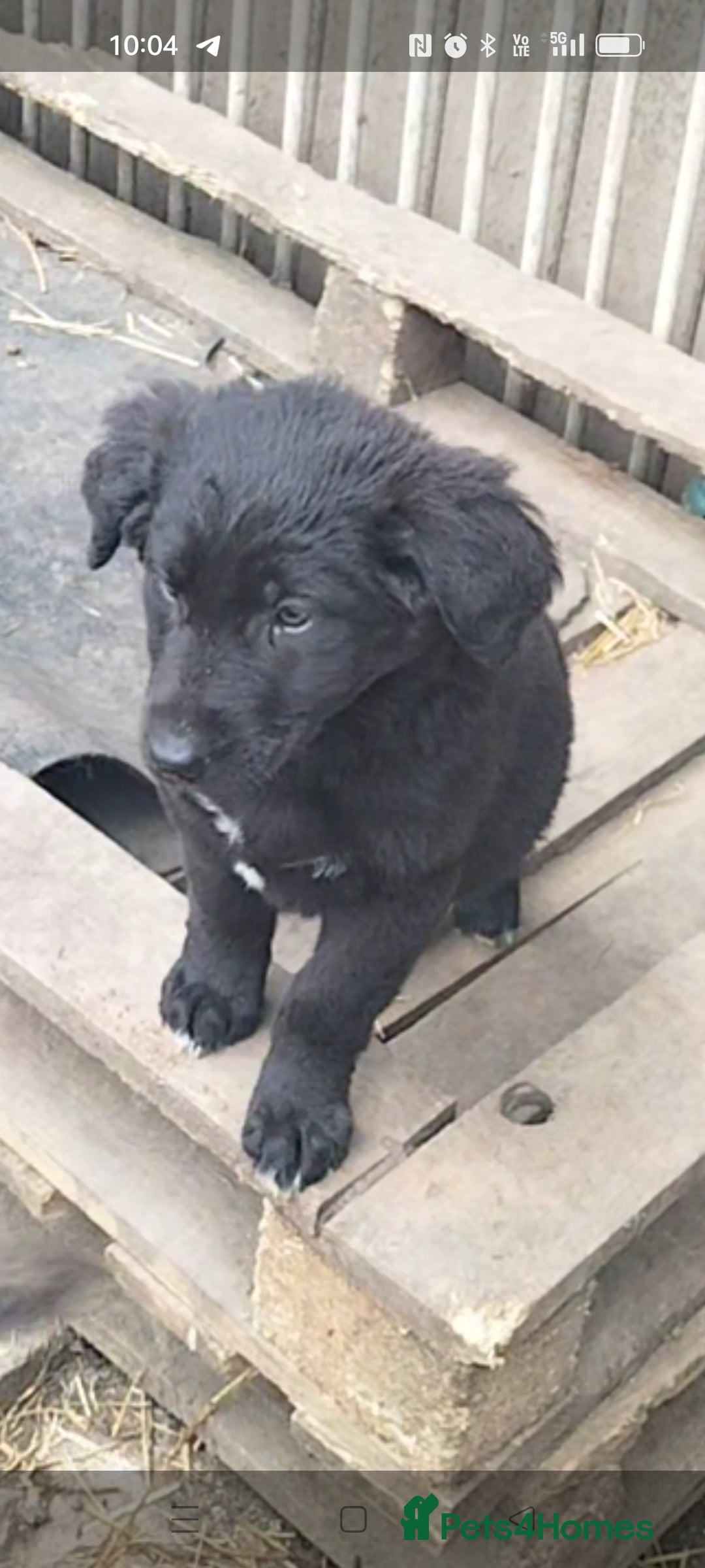 Sheprador dogs Shepador puppies  - Advert 2