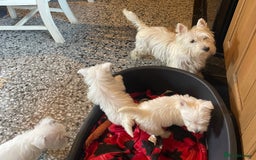 West Highland Terrier dogs for sale: Westie puppies for sale - Image 10