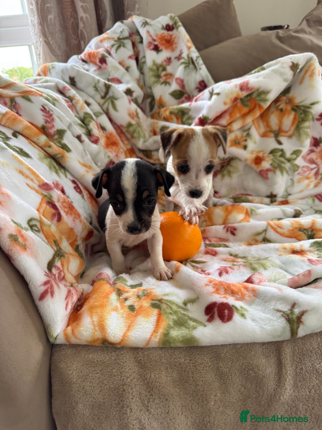 Jack Russell dogs for sale: Tea cup size Jack Russell puppies  - Image 4