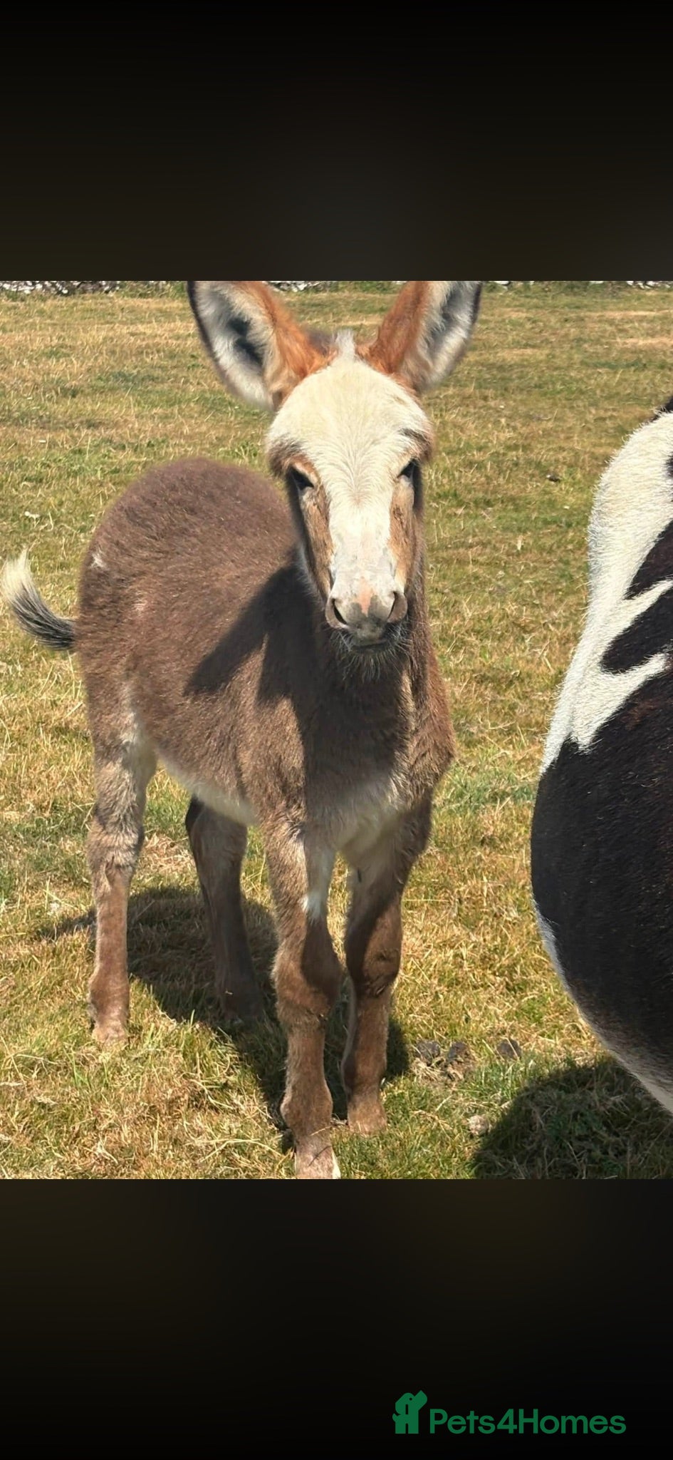 Donkey livestock Stunning Gail  - Advert 14