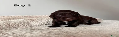 Cocker Spaniel 2