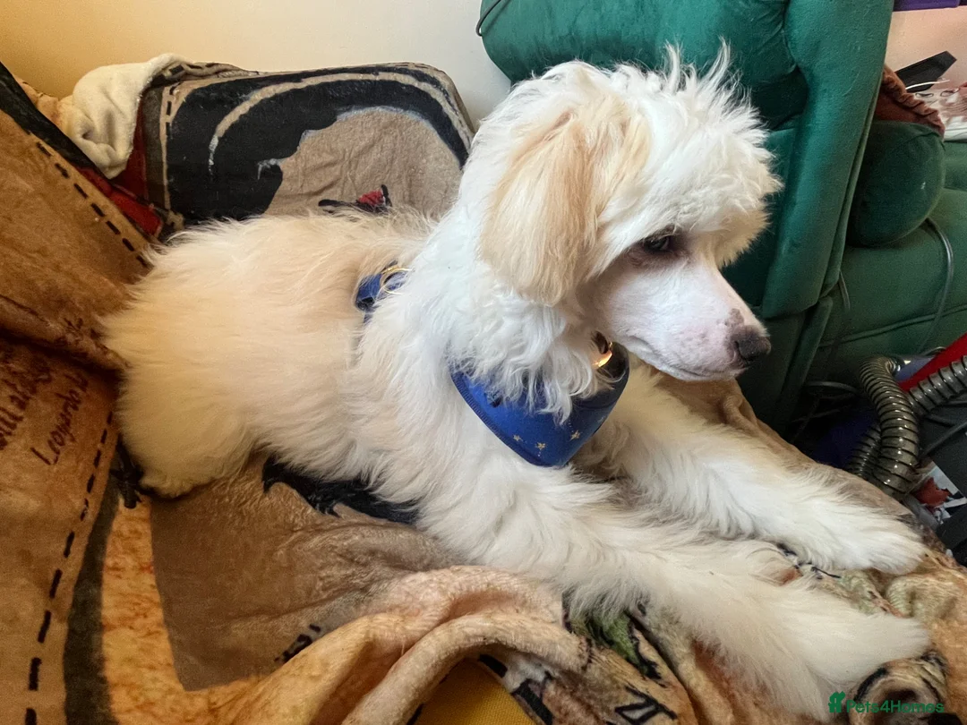 Chinese Crested dogs for sale: Chinese Crested Boy - Advert 3