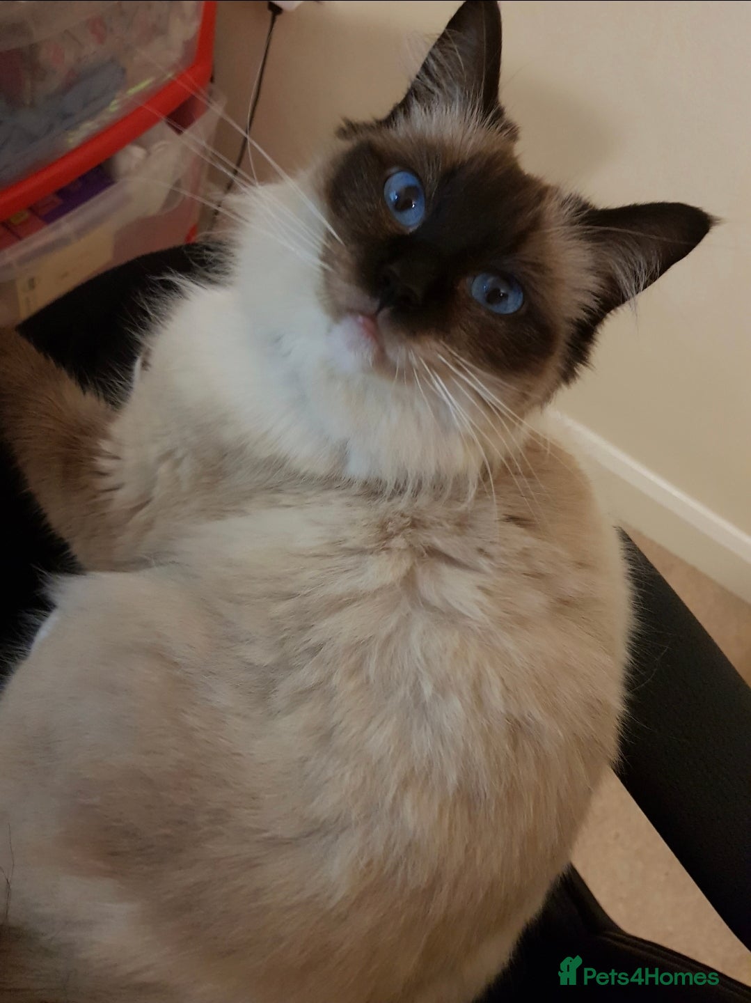 Ragdoll cats Adult Female Ragdoll - Advert 4