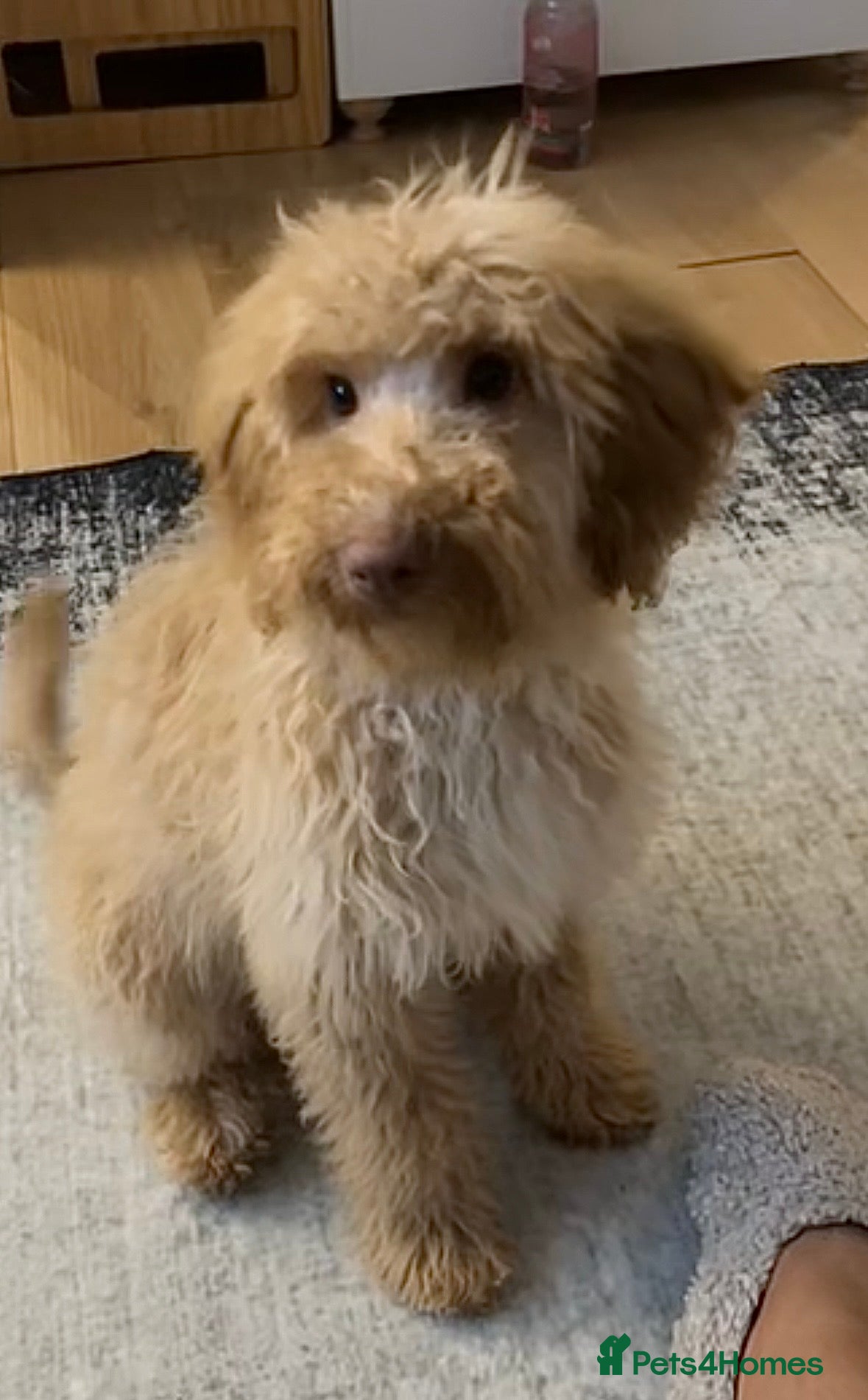 Cockapoo dogs Beautiful 6-Month-Old Apricot Cockapoo Girl - Advert 2