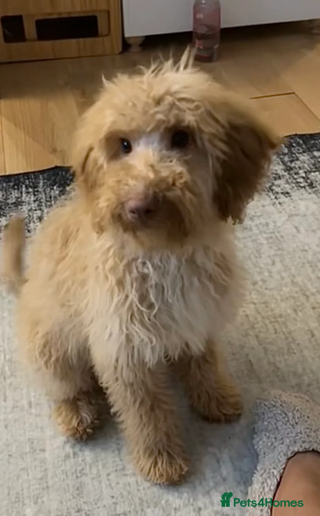 Cockapoo dogs for sale: Beautiful 6-Month-Old Apricot Cockapoo Girl - Advert 1