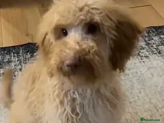 Cockapoo dogs Beautiful 6-Month-Old Apricot Cockapoo Girl - Advert 2