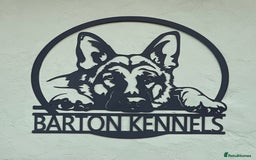 German Shepherd dogs for sale: GORGEAOUS K/C Registered German Shepherd puppies - Image 3