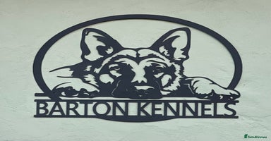German Shepherd dogs - Advert 12