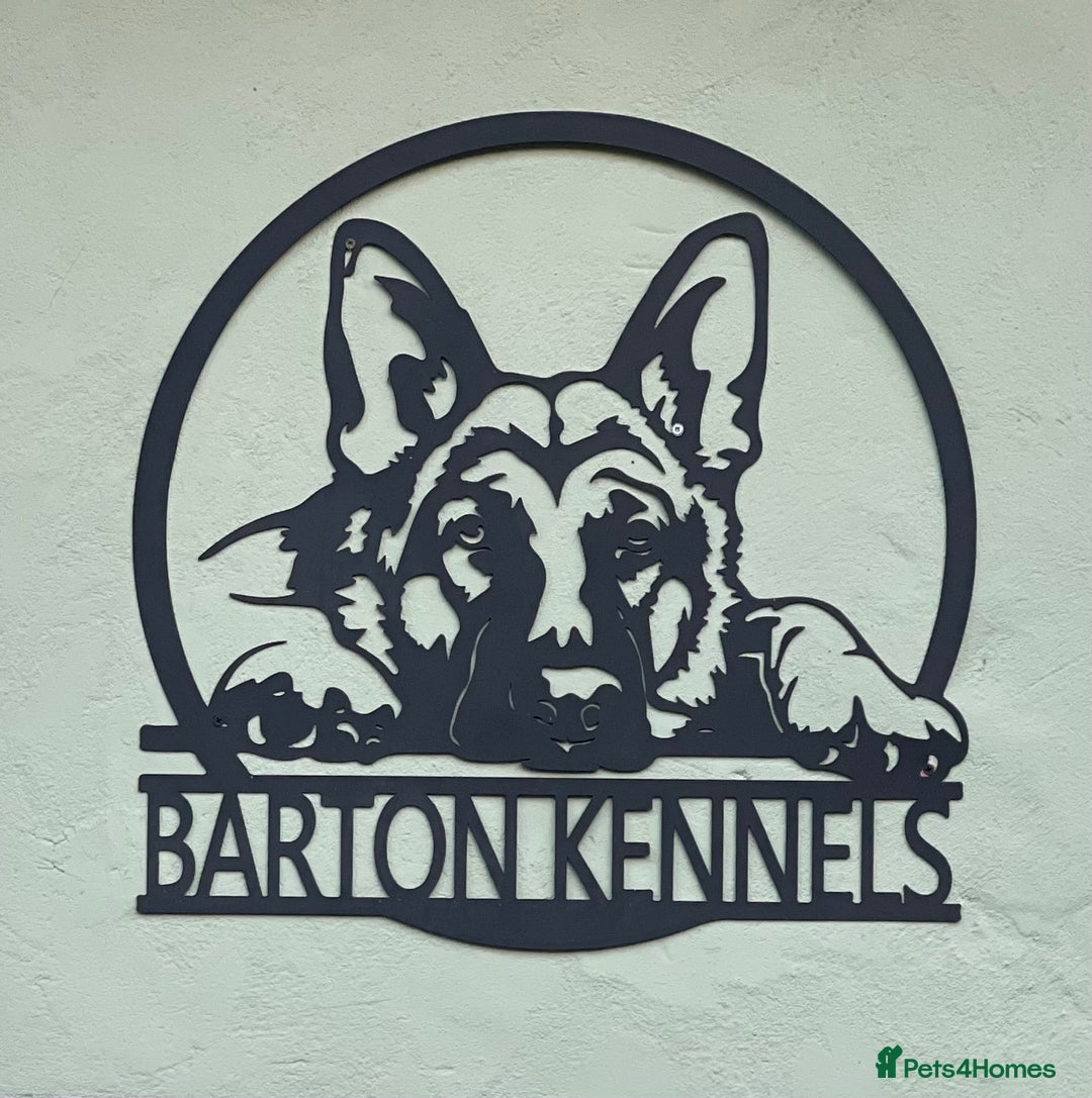 German Shepherd dogs for sale: GORGEAOUS K/C Registered German Shepherd puppies - Image 3