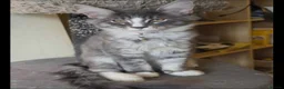 Maine Coon cats for sale: Beautiful Maine Coon Kittens - Advert 4
