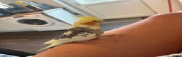 Cockatiels birds for sale: Beautiful 2 year old male cockatiel (Tikey) - Advert 4