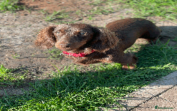 Miniature Dachshund dogs for sale: 🧬 🐶 Beautiful miniature dachshunds 🐶 🧬  - Image 3