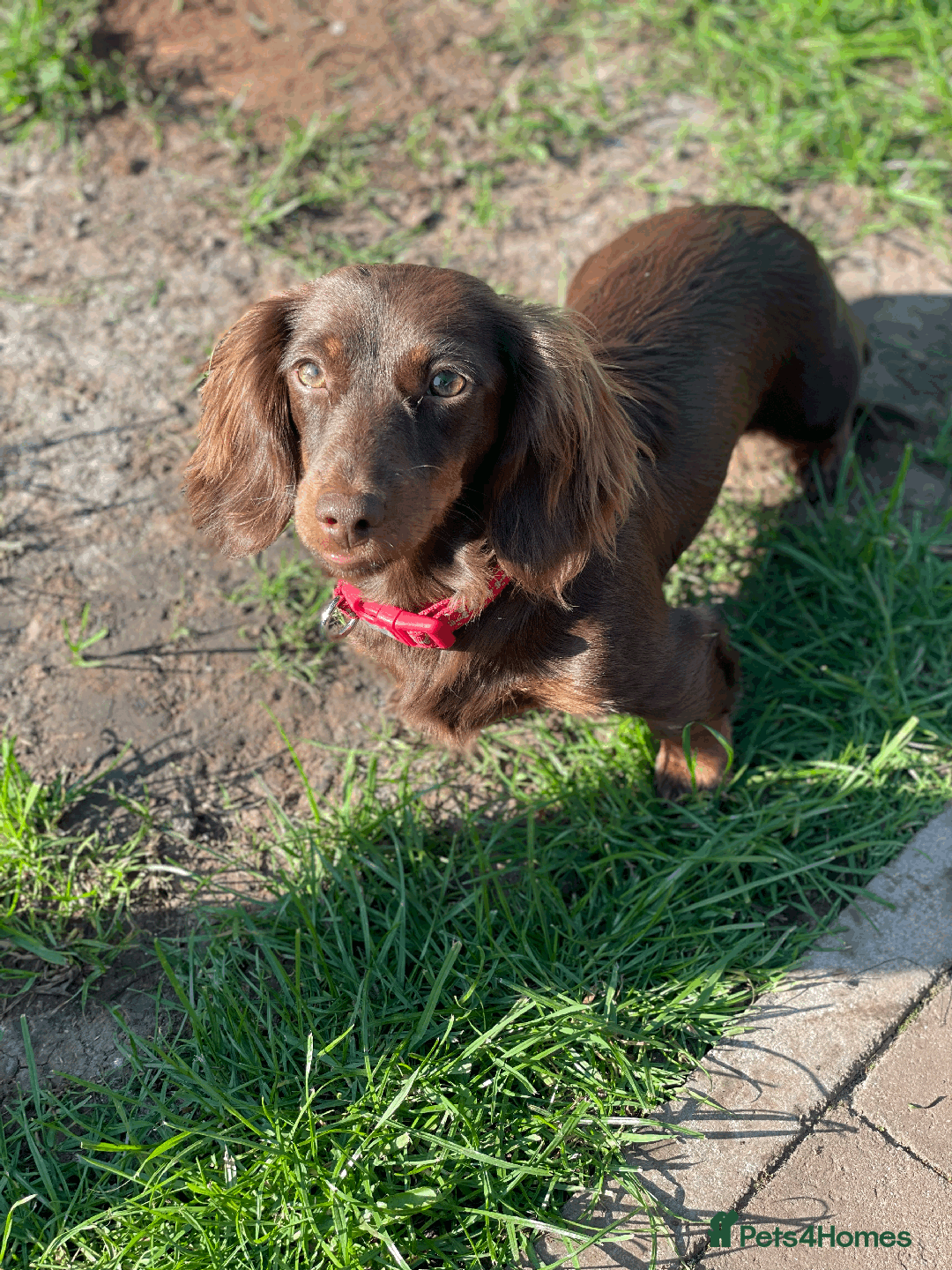 Miniature Dachshund dogs for sale: 🧬 🐶 Beautiful miniature dachshunds 🐶 🧬  - Image 3