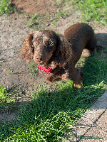 Miniature Dachshund dogs - Advert 6