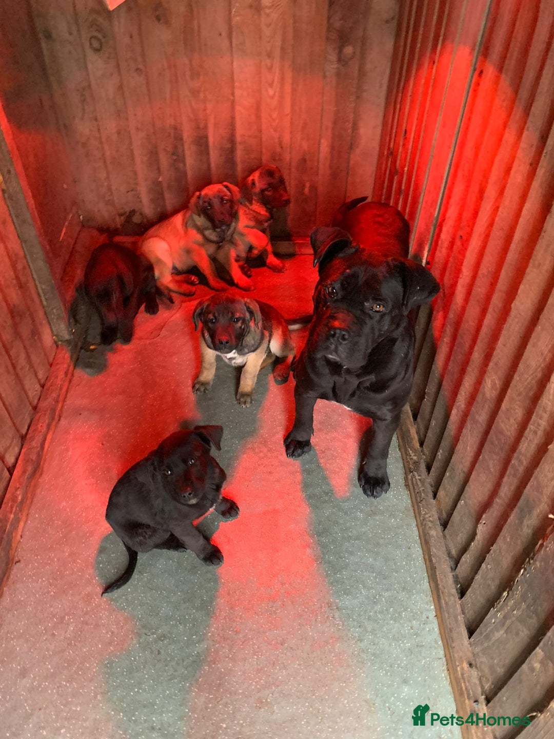 Mixed Breed dogs for sale: Cane corso x german shepherd puppies - Advert 9