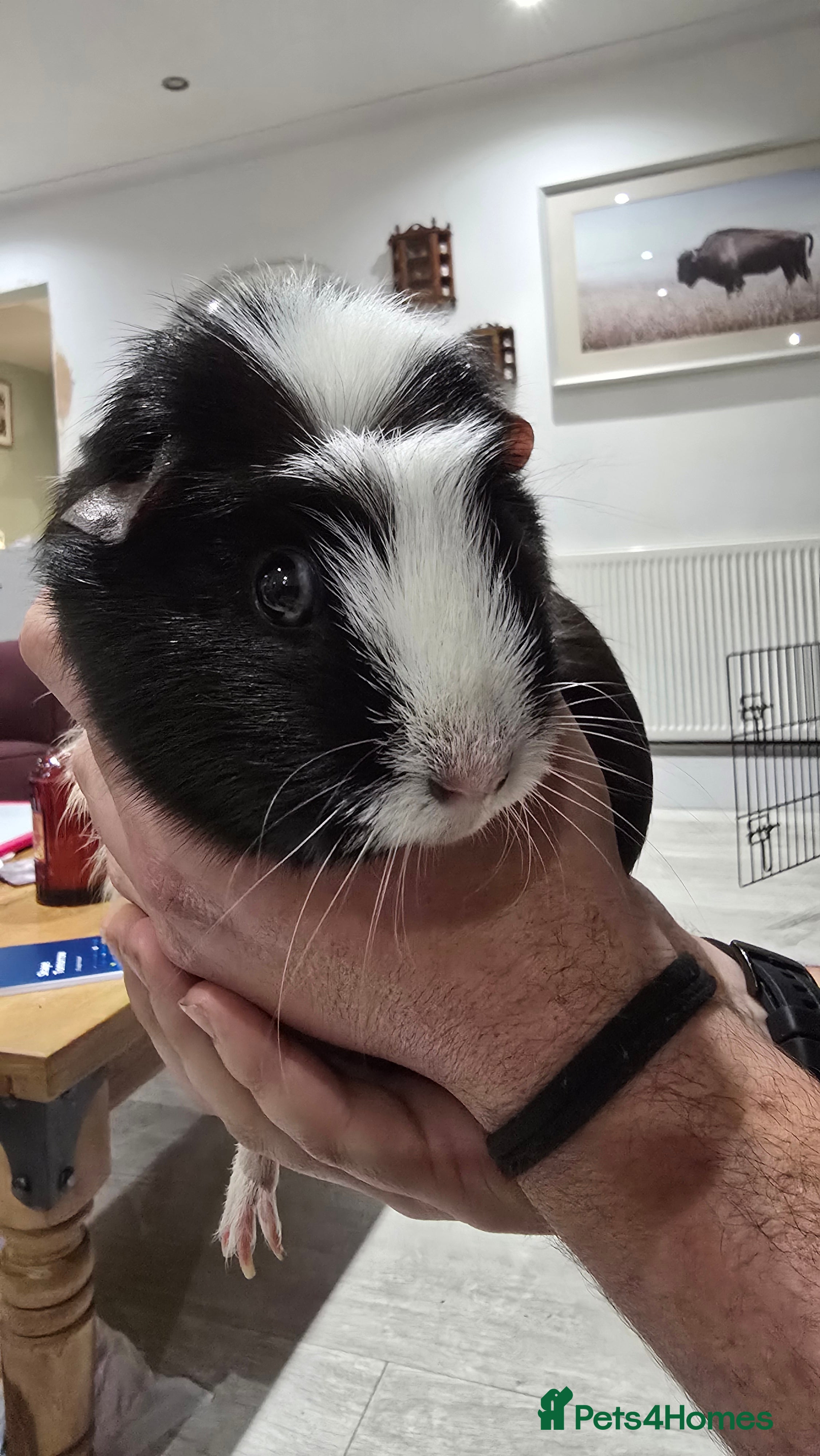 Guinea Pig rodents Free Guinea Pigs + Indoor Housing - Advert 1