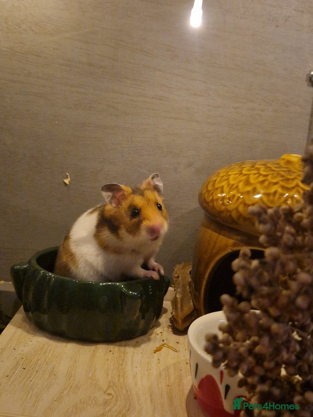 Hamster rodents for sale: Very friendly teddy bear hammy - Advert 5