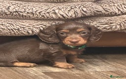 Miniature Dachshund dogs for sale: KC reg miniature dachshunds long and short coated  - Image 25