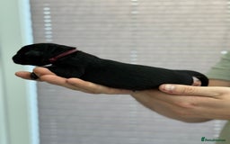 German Shepherd dogs for sale: German Shepherd Puppies  - Image 13