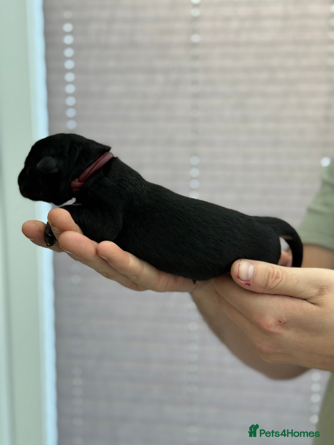 German Shepherd dogs for sale: German Shepherd Puppies  - Image 13