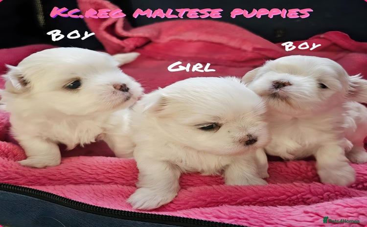 Maltese dogs - Advert 16