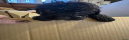 Cockapoo dogs for sale: 🐾 Beautiful F1bb Cockerpoo Puppies 🐾 - Advert 11