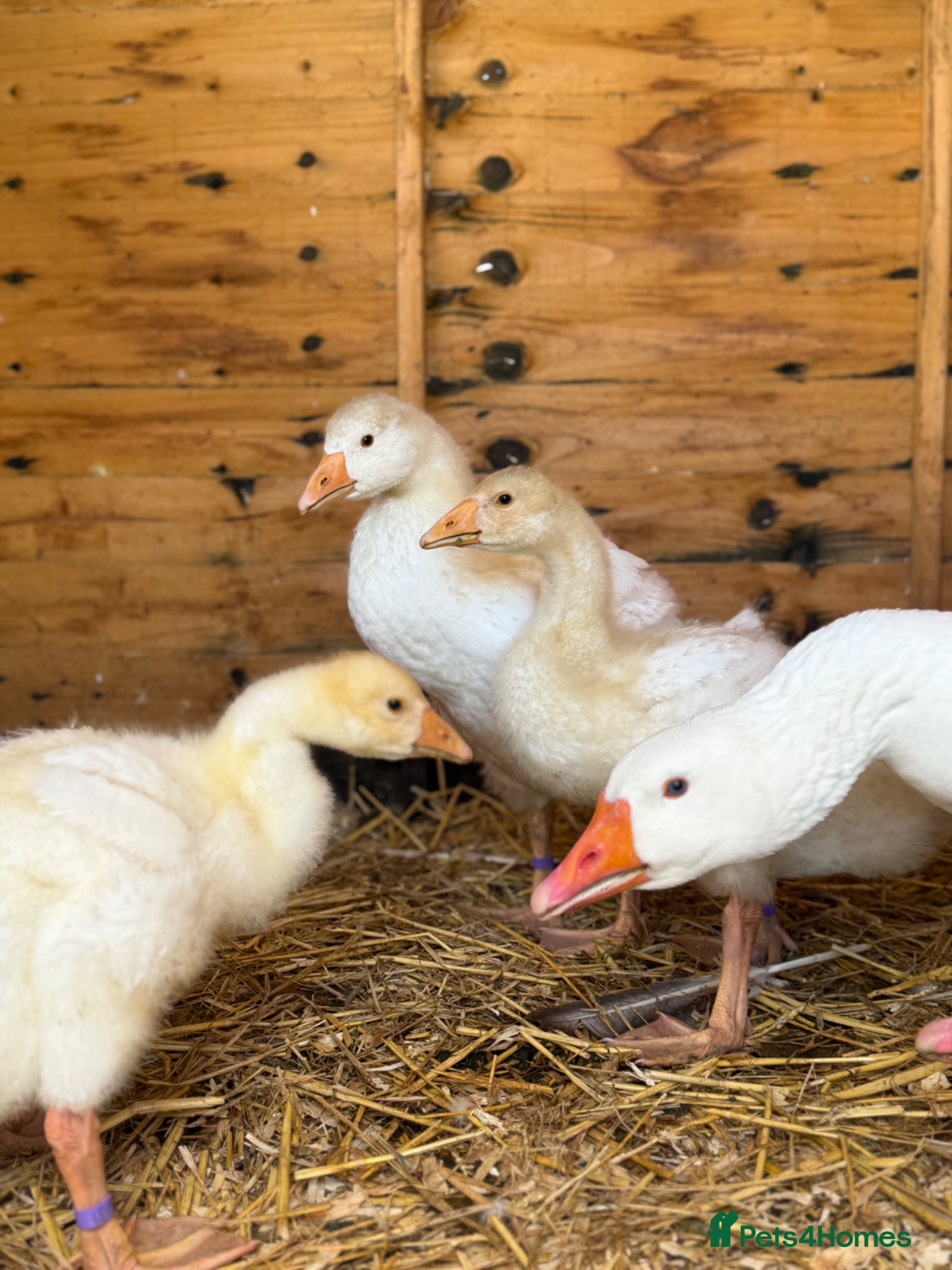 Geese poultry Unsexed Embden goslings available - Advert 2