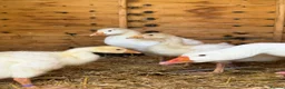 Geese poultry for sale: Unsexed Embden goslings available - Advert 2