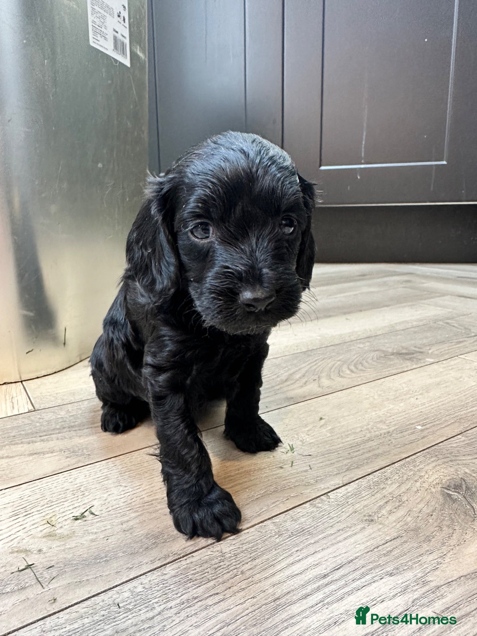 Mixed Breed dogs Cavapoo x Cockapoo for sale  - Advert 2