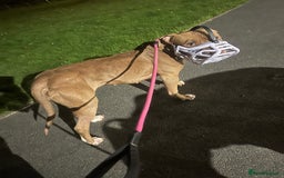 American Bull Staffy dogs for sale: Loving female for adoption  - Advert 12