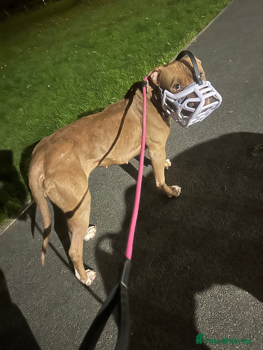 American Bull Staffy dogs for sale: Loving female for adoption  - Advert 12