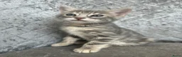 Bengal cats for sale: 💙 Beautiful Blue Bengal Female Kittens TICA Reg - Advert 18
