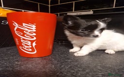 Chihuahua dogs for sale: Chihuahua girl ready to leave - Advert 1