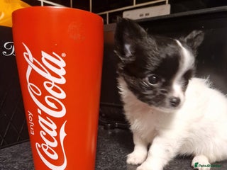 Chihuahua dogs Chihuahua girl ready to leave - Advert 1