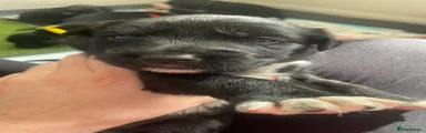 Mixed Breed Puppy 2