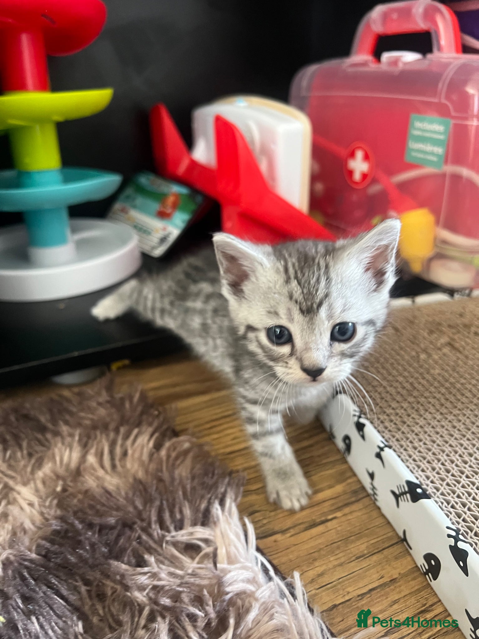 Mixed Breed cats Adorable bengal mixed kittens - Advert 2