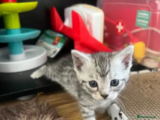 Mixed Breed cats Adorable bengal mixed kittens - Advert 1