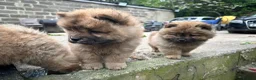 Chow Chow dogs for sale: Chow chow  - Advert 22