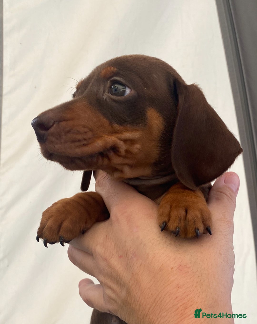 Dachshund dogs for sale: Dachshund puppies  - Image 10