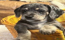 Mixed Breed dogs for sale: Adorable Daxi Jacks - Image 7